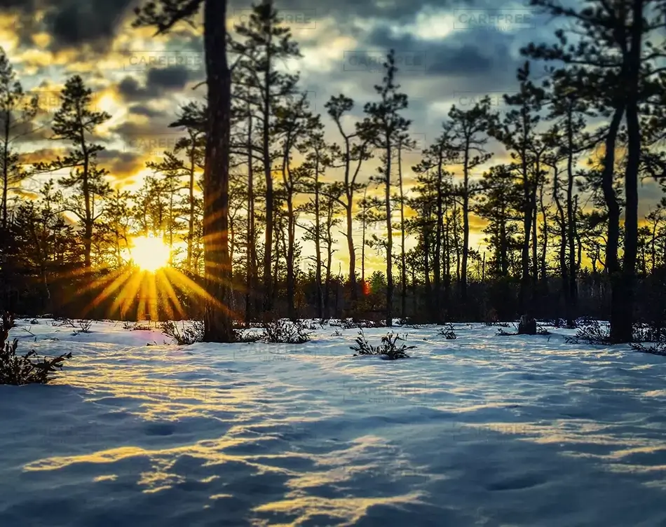Saco Heath Preserve Sunset Through the Pines, Saco, Maine · United States