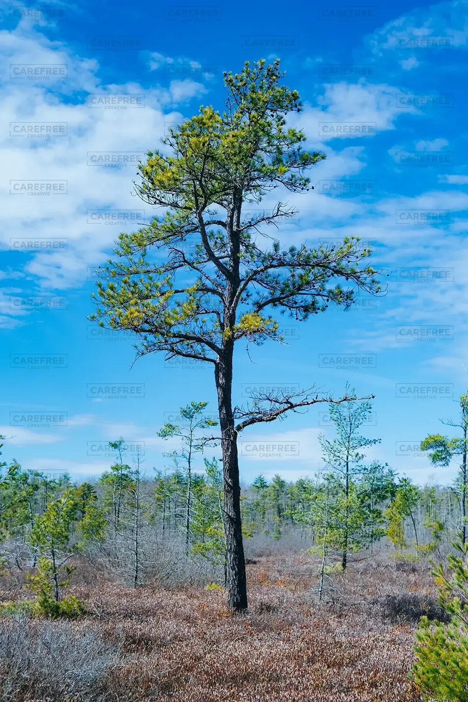 Saco Heath Preserve Skyward Atlantic White Cedar Tree, Saco, Maine · United States