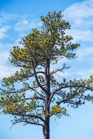 Saco Heath Preserve Lone Atlantic White Cedar Against Blue Sky, Saco, Maine