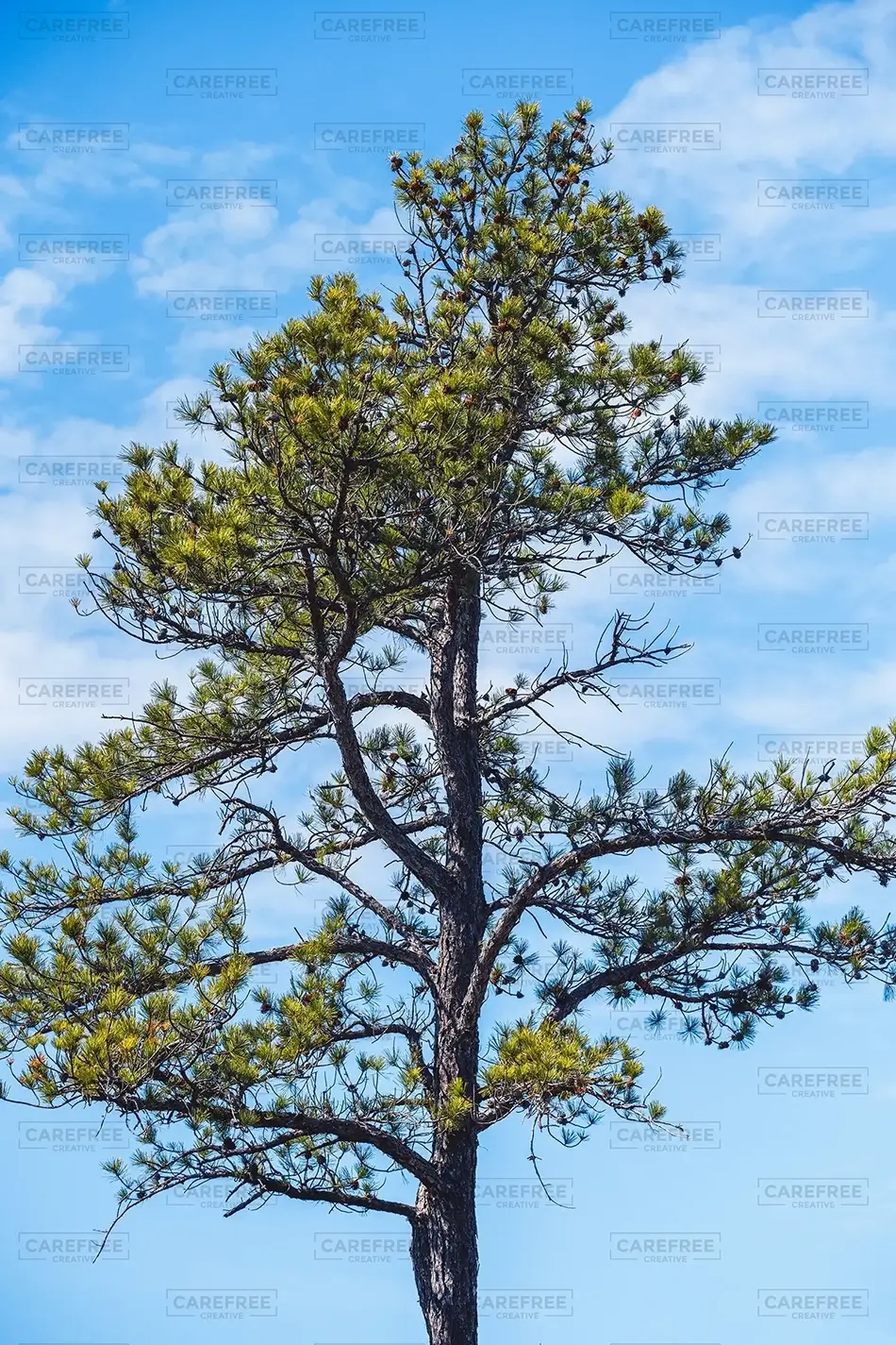 Saco Heath Preserve Lone Atlantic White Cedar Against Blue Sky, Saco, Maine · United States