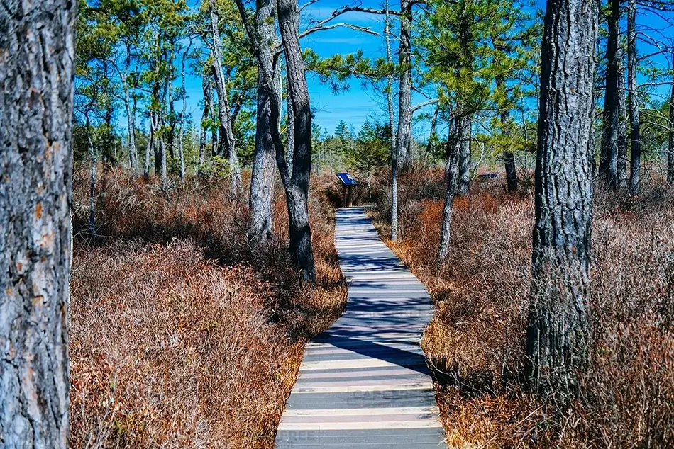 Saco Heath Preserve Pathway Through the Heath, Saco, Maine · United States
