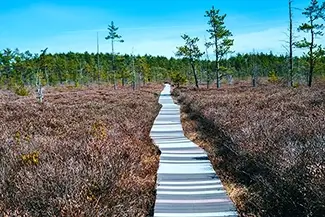 Saco Heath Preserve Nature Boardwalk Journey, Saco, Maine