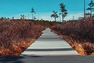 Saco Heath Preserve Autumn Boardwalk, Saco, Maine