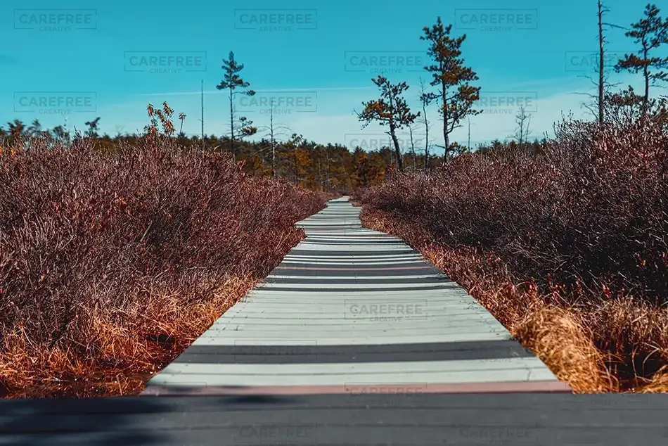 Saco Heath Preserve Autumn Boardwalk, Saco, Maine · United States