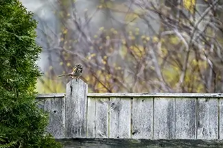 Saco Sparrow on Weathered Wooden Fence, Saco, Maine