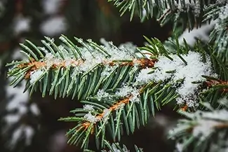 Saco Winter Frost on Evergreens, Saco, Maine