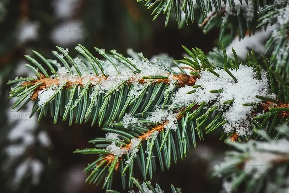 Saco Winter Frost on Evergreens, Saco, Maine · United States