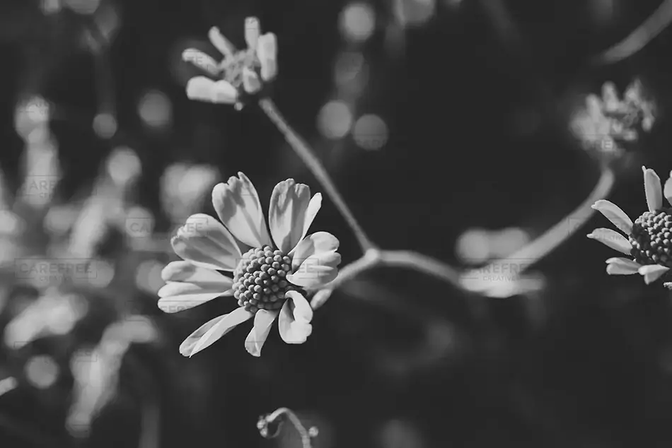 Saguaro National Park Monochrome Flower, Arizona · United States