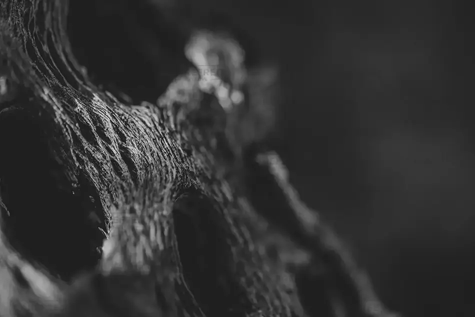 Saguaro National Park Textured Bark, Arizona · United States