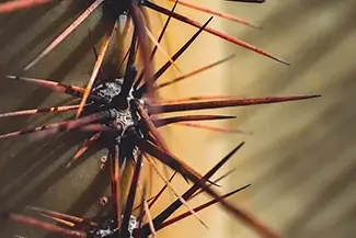 Saguaro National Park Thorns, Arizona