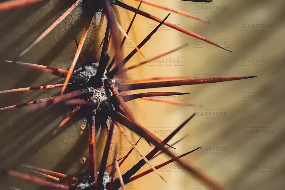Saguaro National Park Thorns, Arizona · United States