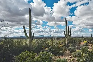 Saguaro National Park Cacti Under Blue Skies, Arizona