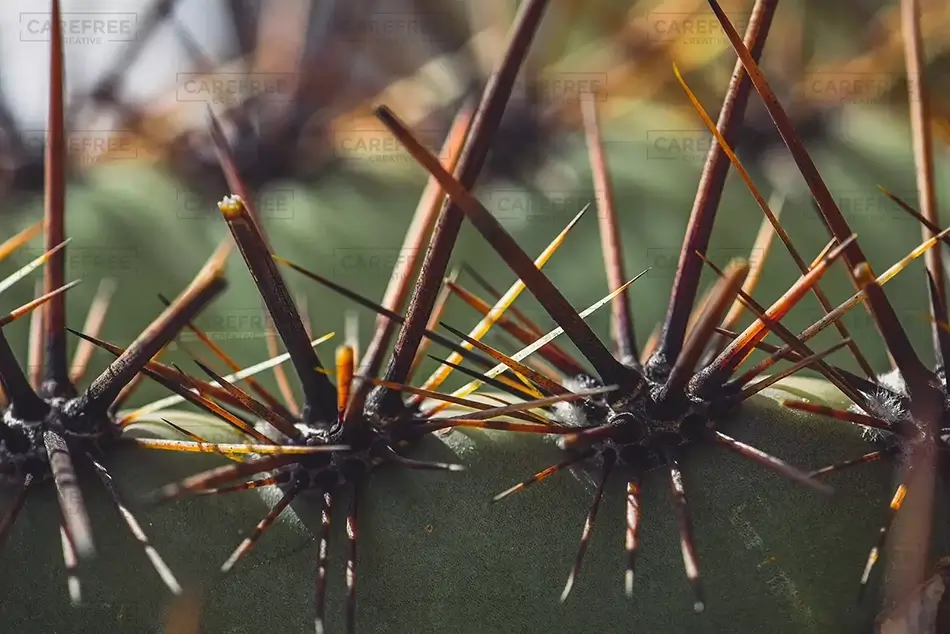 Saguaro National Park Cactus Thorns Macro, Arizona · United States
