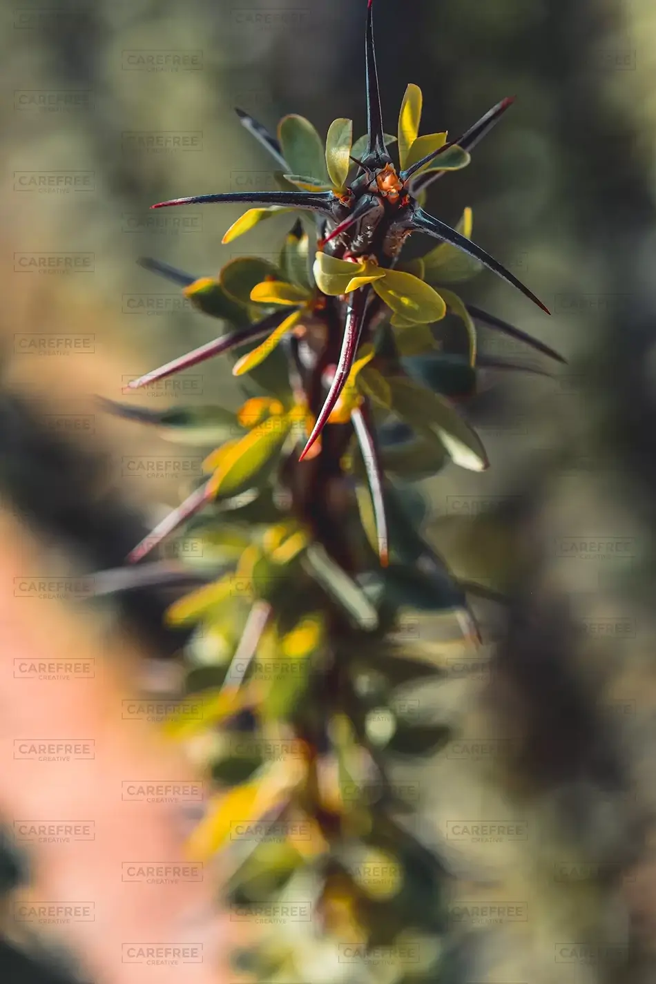 Saguaro National Park Vibrant Ocotillo Green Leaves, Arizona · United States