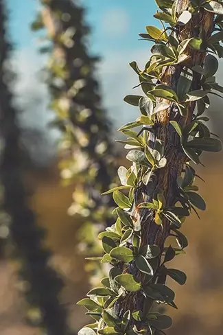 Saguaro National Park Verdant Ocotillo Leaves, Arizona