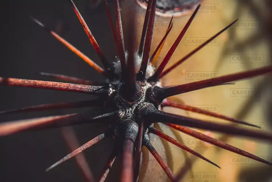 Saguaro National Park Sharp Thorns, Arizona · United States