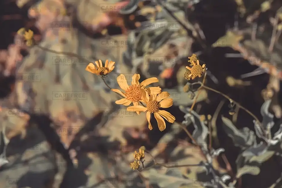 Saguaro National Park Golden Blooms, Arizona · United States