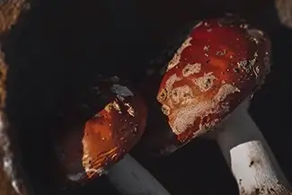 Mushrooms