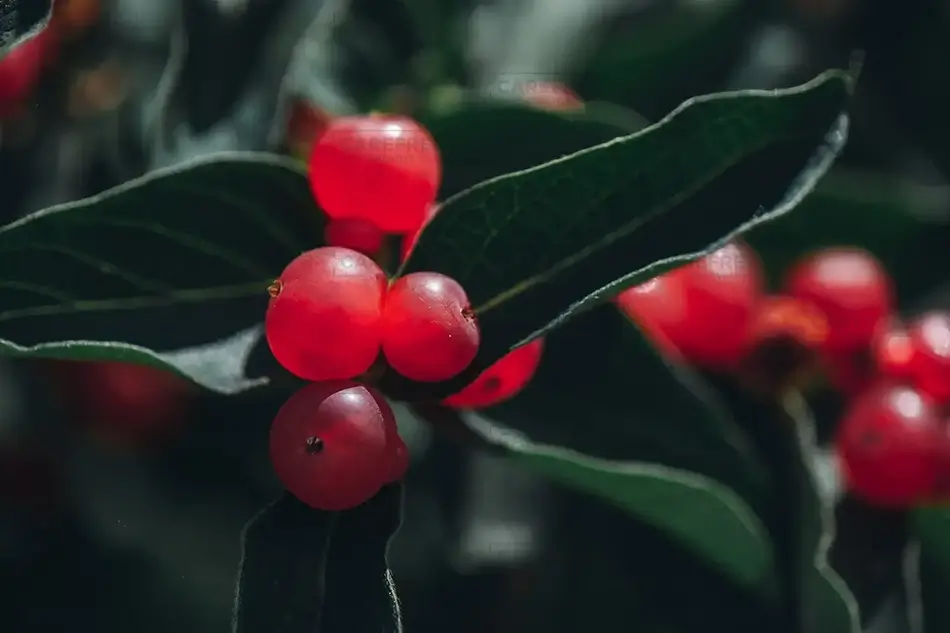 Scarborough Marsh Honeysuckle Berries Close-Up