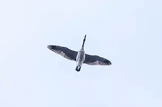 Sebago Lake State Park Soaring Canadian Goose, Sebago, Maine