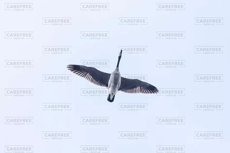 Sebago Lake State Park Soaring Canadian Goose
