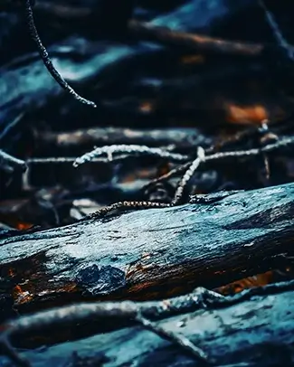 Sebago Lake State Park Wood Textures, Sebago, Maine
