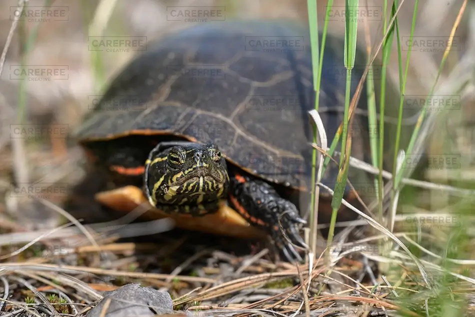 Seney National Wildlife Refuge Painted Turtle in Grass, Germfask, Michigan · United States