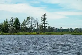 Seney National Wildlife Refuge Pine Trees Along Lake, Germfask, Michigan