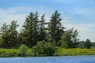 Seney National Wildlife Refuge Pines Along Water, Germfask, Michigan