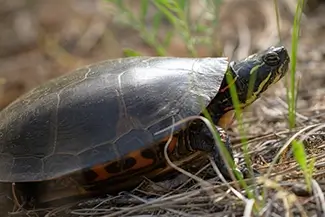 Seney National Wildlife Refuge Painted Turtle in Grass, Germfask, Michigan