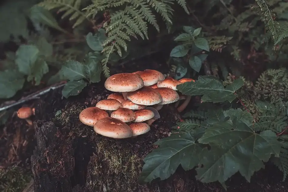 Par des Sept Chutes Cluster of Forest Mushrooms, Saint-Zénon, Quebec · Canada