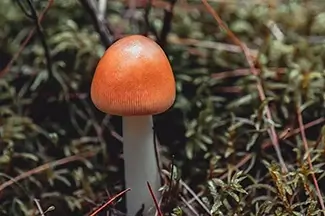 Par des Sept Chutes Lone Orange Mushroom, Saint-Zénon, Quebec