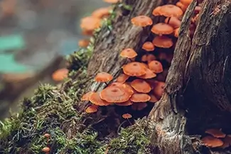 Par des Sept Chutes Vibrant Orange Fungi on Bark
