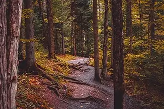 Par des Sept Chutes Autumnal Forest Path