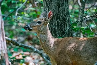 Shenandoah National Park White-Tailed Deer Closeup, Virginia