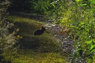 Silver Falls State Park Eastern Cottontail, Drake Crossing, Oregon