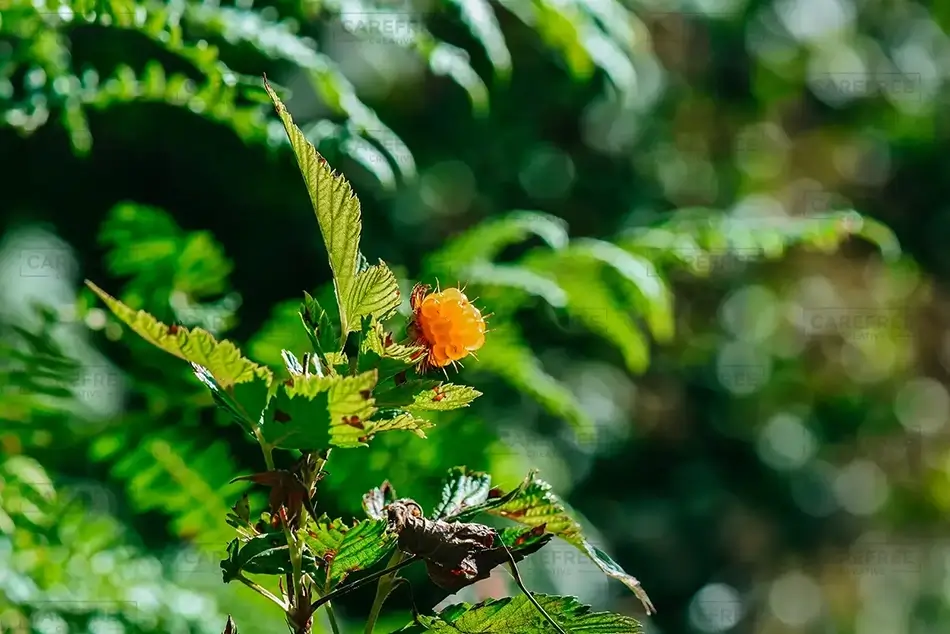 Silver Falls State Park Orange Salmonberry Detail, Drake Crossing, Oregon · United States
