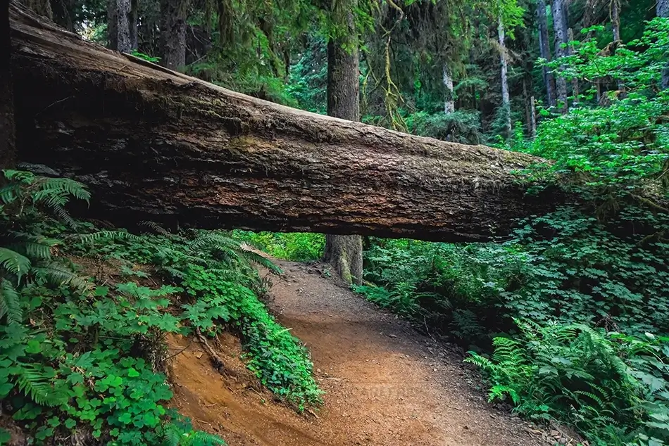 Silver Falls State Park Natural Bridge, Drake Crossing, Oregon · United States