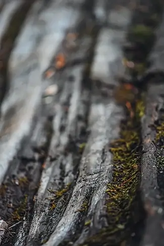 Silver Falls State Park Bark Patterns, Drake Crossing, Oregon