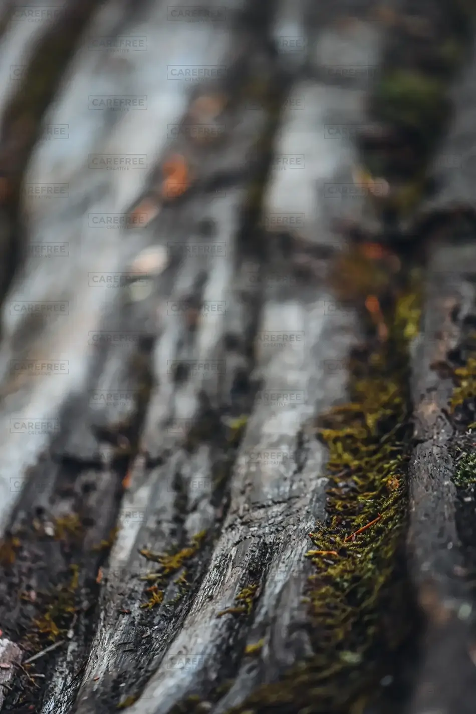Silver Falls State Park Bark Patterns, Drake Crossing, Oregon · United States