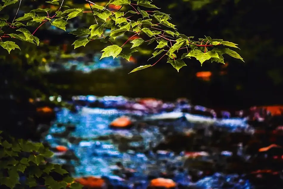 Smalls Falls Green Leaves River Background, Township E, Maine · United States