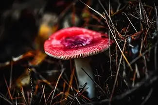 Smalls Falls Russula Emetica Mushroom, Township E, Maine