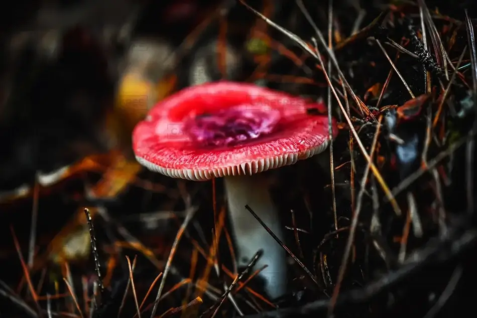 Smalls Falls Russula Emetica Mushroom, Township E, Maine · United States