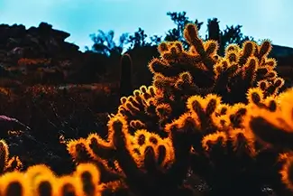 South Mountain Park & Preserve Cholla Cacti Glow, Phoenix, Arizona
