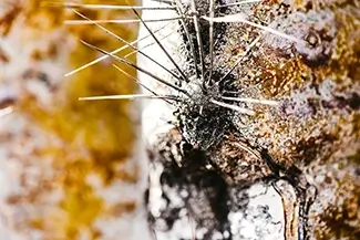 South Mountain Park & Preserve Cactus Macro, Phoenix, Arizona