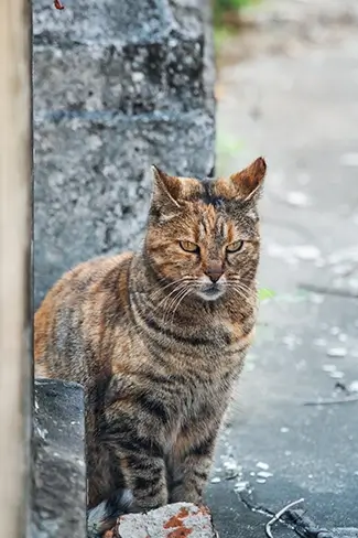 St Louis Cemetery Cat Sitting by Wall, New Orleans, Louisiana