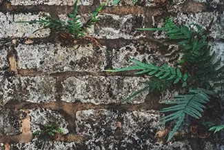 St Louis Cemetery No 1 Green Ferns on Brick Wall, New Orleans, Louisiana