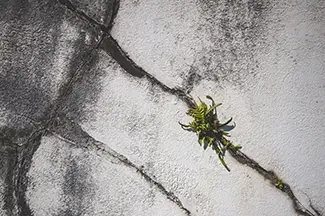 St Louis Cemetery No 1 Fern Growing Through Crack