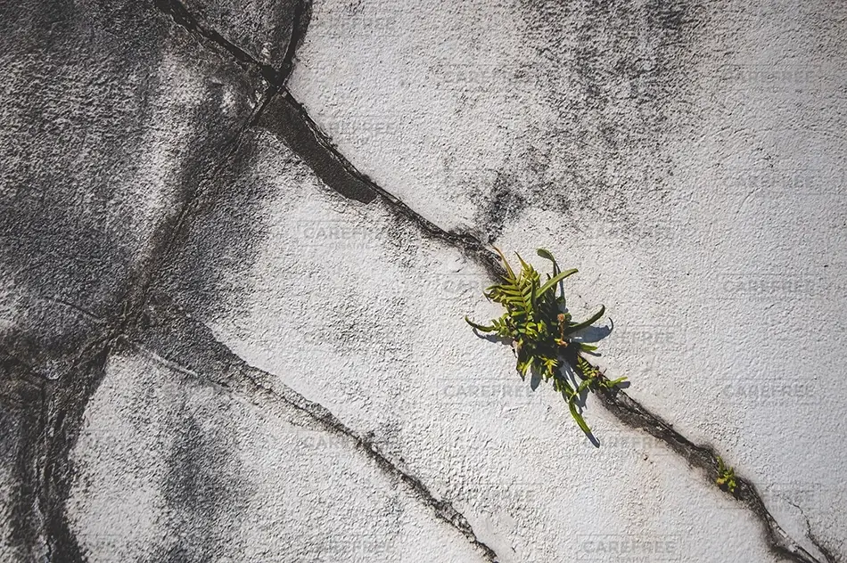 St Louis Cemetery No 1 Fern Growing Through Crack, New Orleans, Louisiana · United States
