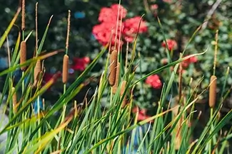 St Thomas Red Flowers And Cattails by the Path